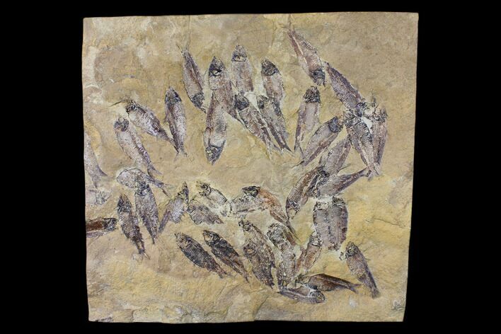 Fossil Fish (Gosiutichthys) Mortality Plate - Lake Gosiute #130093
